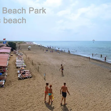 The Wind Sycamore In 2*