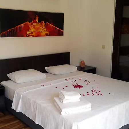 The Wind Sycamore In