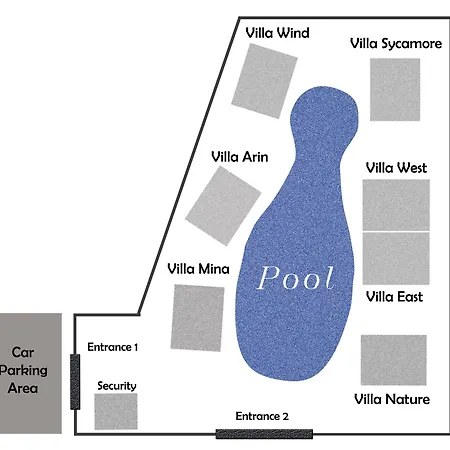 The Wind Sycamore In
