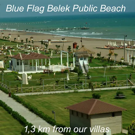 The Wind Sycamore In 2*