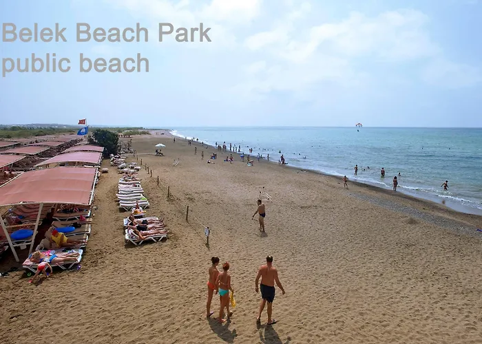 The Wind Sycamore In 2*